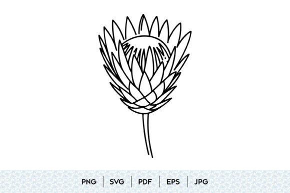 Protea Flower Line Art: Clean Graphics & Illustrations